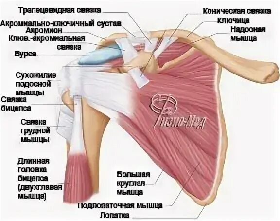 Повреждение сухожилия подлопаточной мышцы. Тендинит мышцы плечевого сустава. Тендинит сухожилия подлопаточной мышцы плечевого сустава. Строение плечевого сустава связки мышцы сухожилия. Анатомия плечевого сустава сухожилия надостной мышцы.