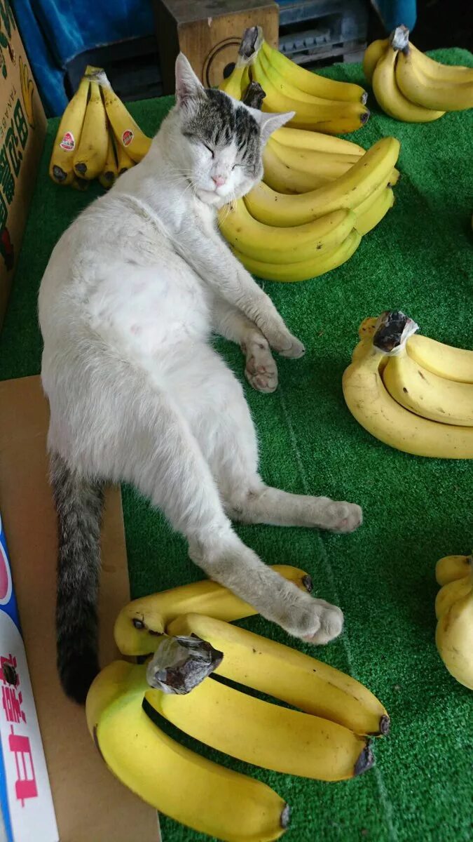 Котенок в банане. Покажи котика банана. Покажи котика банана. Покажи котика банана. Зверек с бананом.