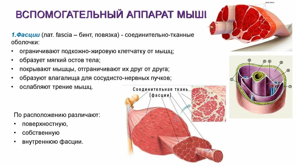 Соединительная мышца. Вспомогательный аппарат мышц фасции синовиальные сумки и т.д. Вспомогательные аппараты фасции. Вспомогательный аппарат мышц анатомия. Строение мышцы фасция.