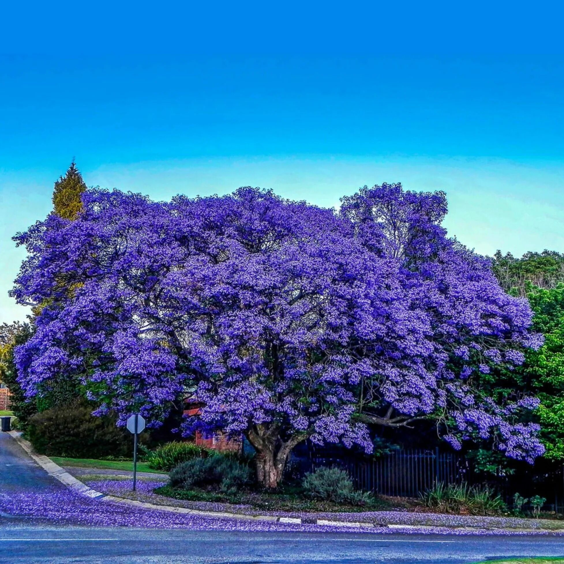 Фиолетовое дерево название. Жакаранда мимозолистная. Фиалковое дерево жакаранда. Жакаранда мимозолистная фиалковое дерево. Джакаранда растение.