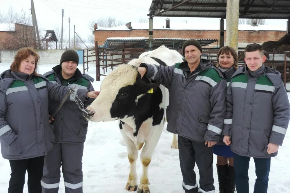 Дойки ком в каком году закрыли сайт. "Зеленая Долина" Белгородская область животноводство. Зеленая Долина ферма Белгород. Сыроварня зеленая Долина. Зеленая Долина Мазикино.