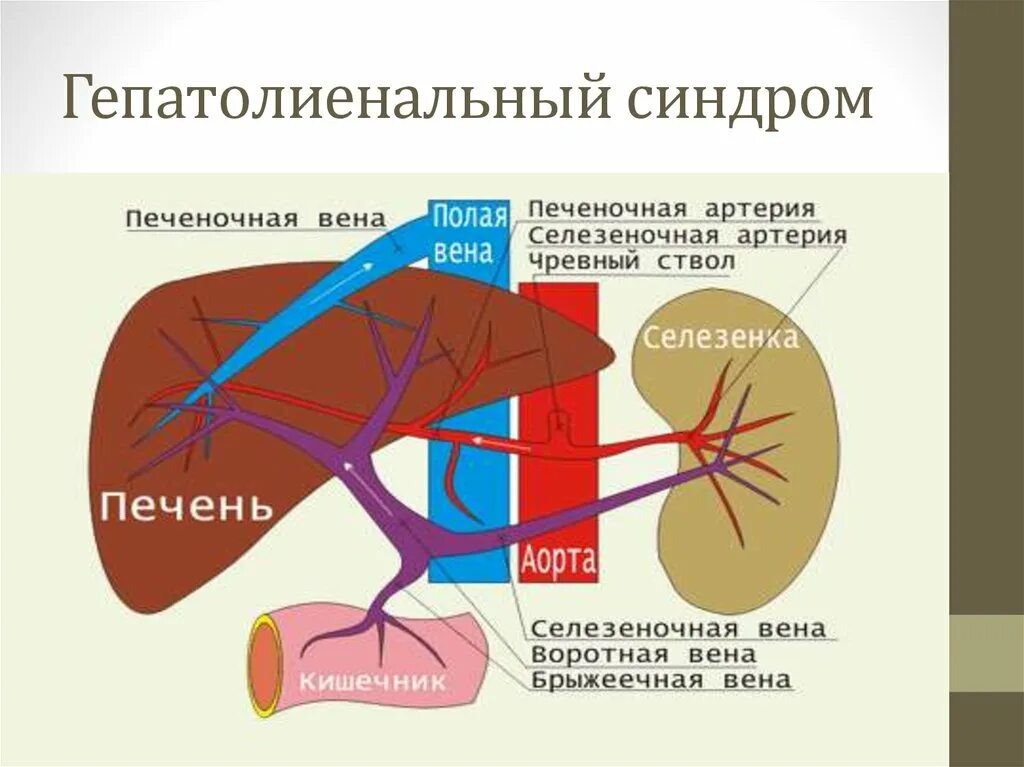 Артерии простаты. Герато лиенальныц синдом. Гепатолиенальный синдром. Гератоминеальный синдром. Гепато-линеальный синдром.