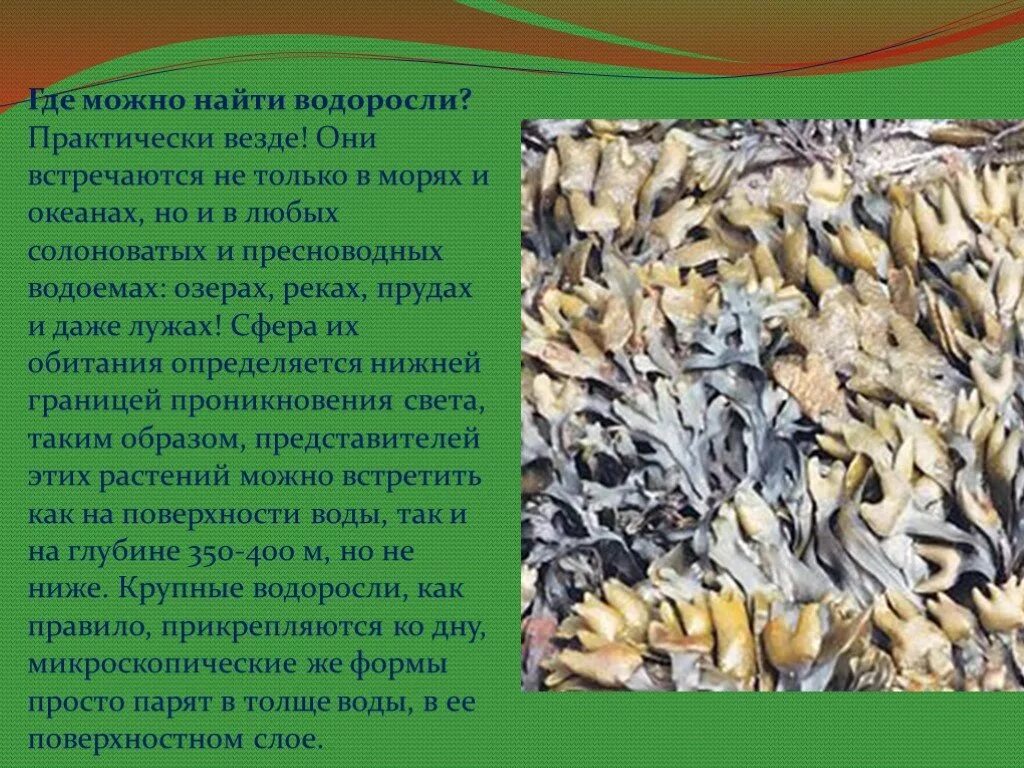 Водоросль морская капуста ламинария. Водоросли можно встретить. Многоклеточные водоросли. Водоросли встречаются в пресноводных водоемах. Водоросли ламинария.