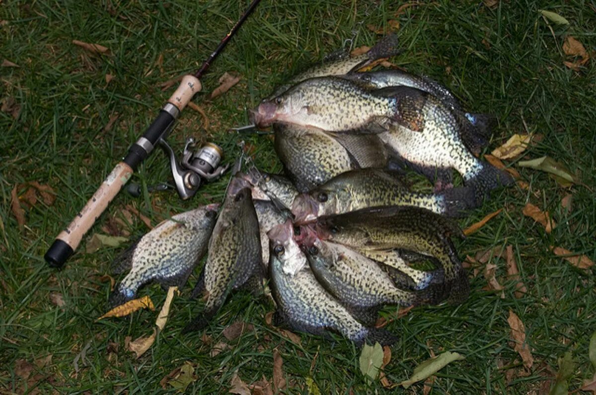 Рыбалка на спиннинг в марте. Crappie. Crappie Fish. На ультралайт ловят карпа ?. Fishing Lights.