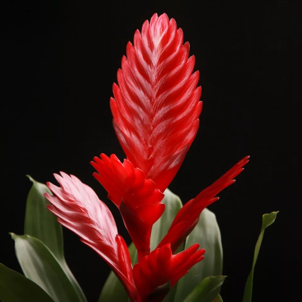 бромелия вриезия. вриезия спленриет цветок. цветок вриезия фото. цветок вриезия фото. вриезия шэннон.