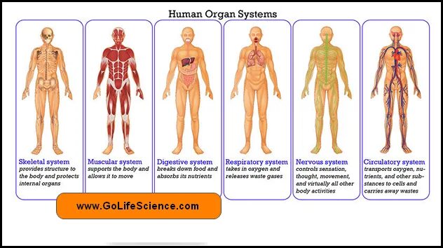 Human matching. Органы и системы органов человека. Organ System. Системы органов человека 11 штук. Human body Organ System.