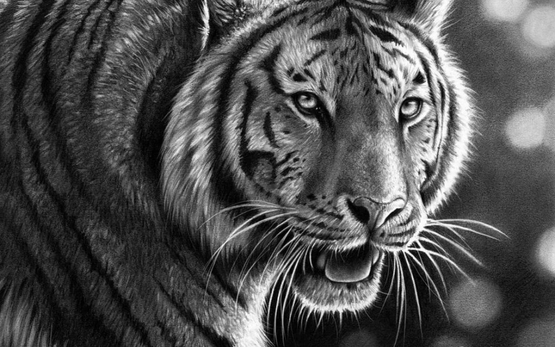 Белый тигр. Раскраска тигра. Тигр рисунок графика. Силуэт морды тигра. Рисунок тату тигр с оскалом.