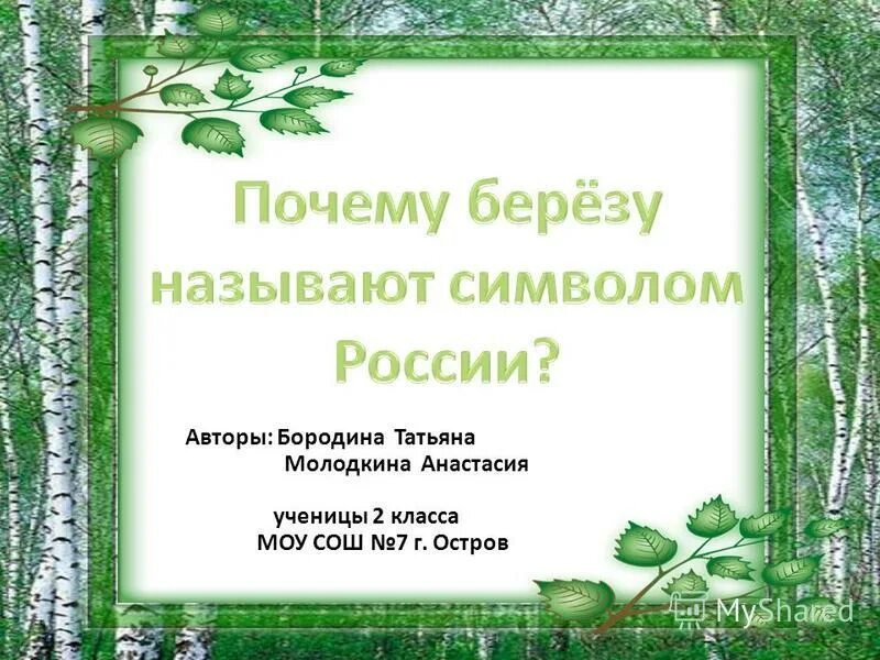 Береза символ России. Почему берёза символ России. Почему берёза является символом России. Почему берёза символ России 2.