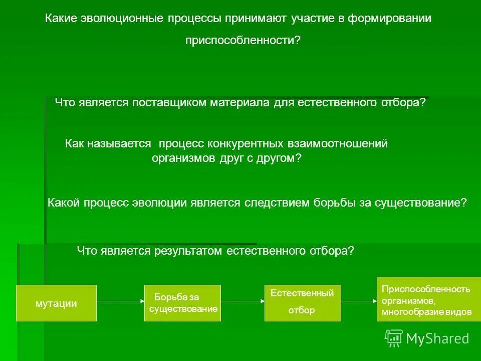 Естественный отбор мутации