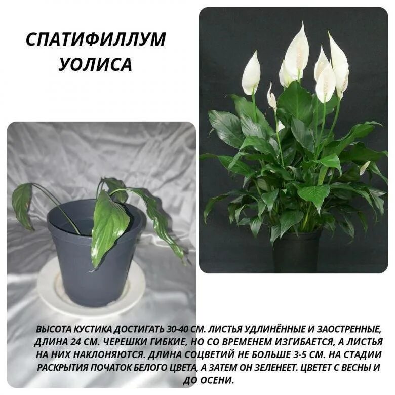 Спатифиллум характеристика. Спатифиллум ложковидный. спатифиллум культиварс. спатифиллум геникололистный. спатифиллум рондо.