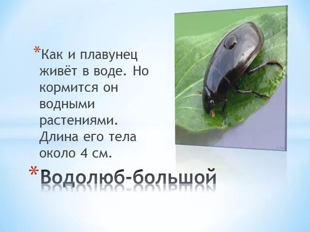 Жук водолюб. Водолюб большой. Жук большой черный водолюб. Жук плавунец широкий. Плавунец окаймленный и водолюб большой.