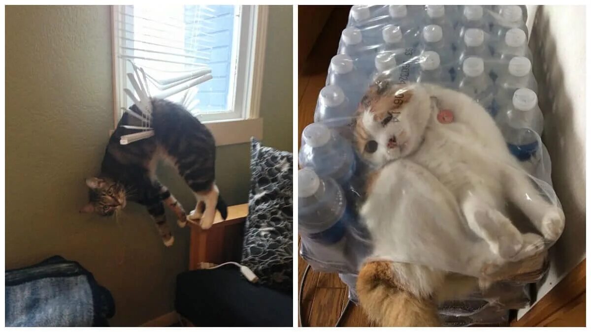 Кот падает. Прикольные коты. Кошка на перилах. Жалюзи и животные. Кот не допрыгнул.