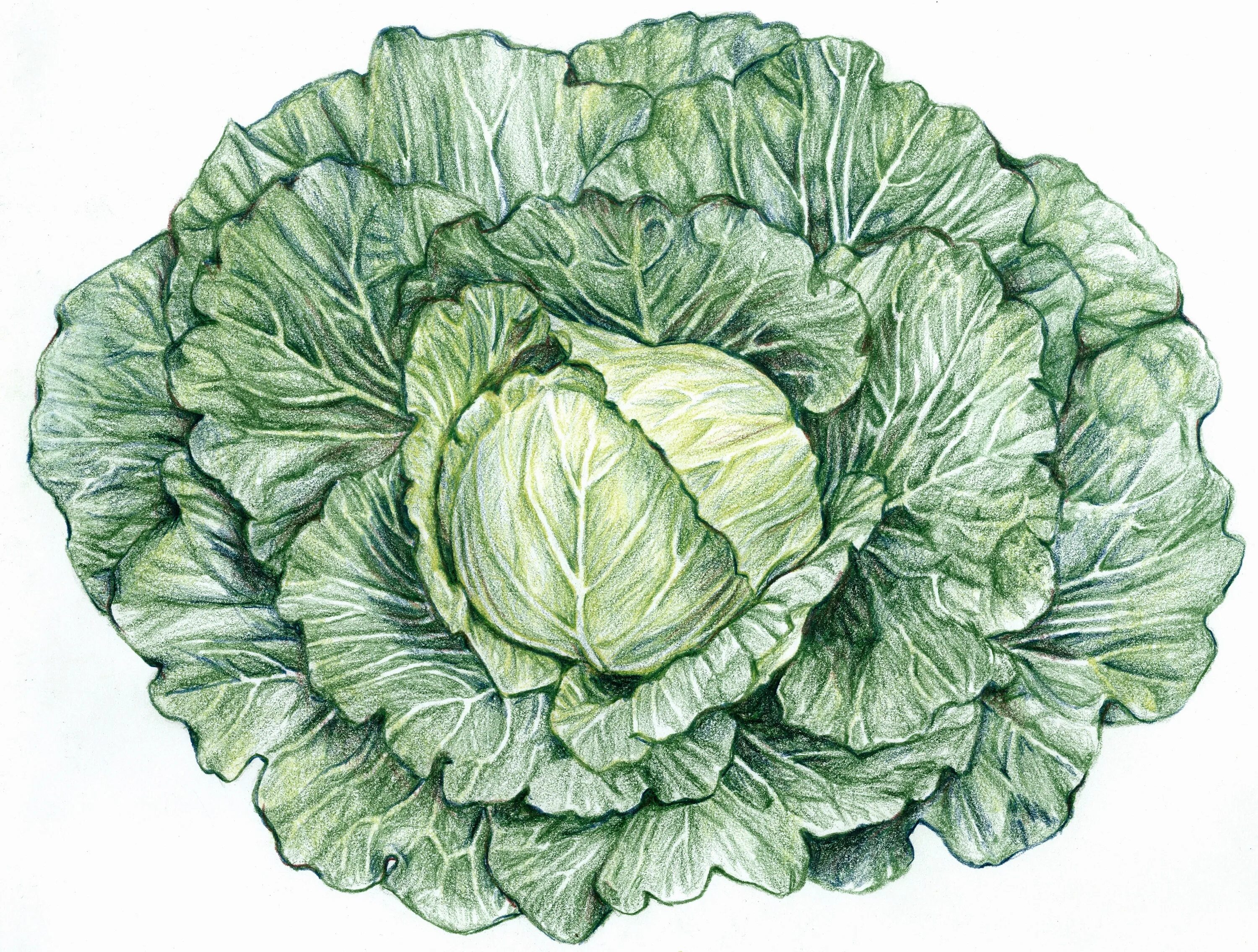 Капуста рисунок. Cabbage шерпа. Brassica oleracea ботаника. Капуста на аву. Капуста Ботаническая иллюстрация.
