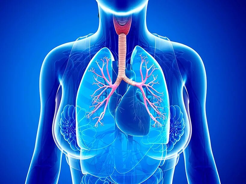 Часть ба. Бронхиальная астма патология. Заболевания органов дыхания.