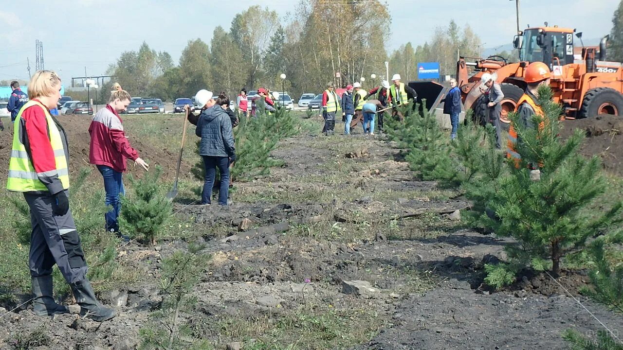 Озеленение лесов. Сажать картошку. Погода гарбузово. Посадка деревьев от сели. Высадки село.