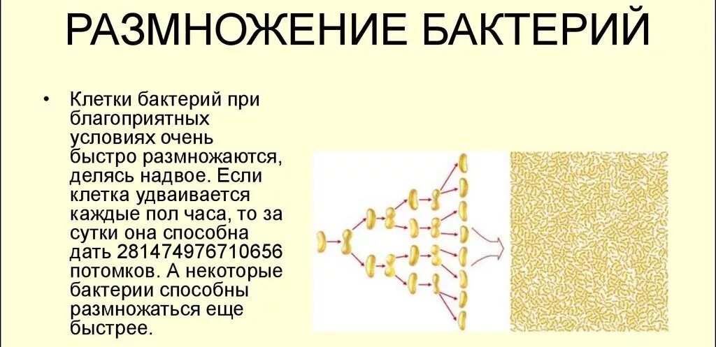 Размножение бактерий примеры. Размножение бактерийбактерий. Размножение бактерий. Как происходит размножение бактерий при благоприятных условиях. Как размножаются бактерии.