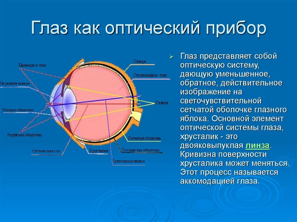 Доклад по физике на тему зрение. Глаз и оптические приборы физика. Строение оптической системы глаза. Основные свойства глаза как оптического прибора. Оптическое устройство глаза.