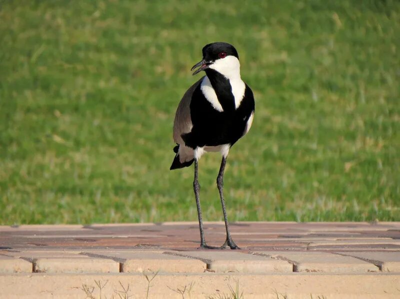 Хохлатые чибисы. Чибис болотный. Чибис луговой. Chibbis логотип. Чибис спб птица.