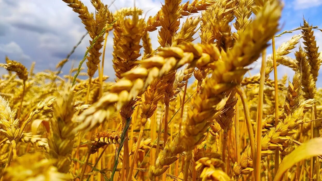 Пшеница число. Ячмень злак. Губернатор дона озимая пшеница. Название зерна. Тритикале сорт сват.