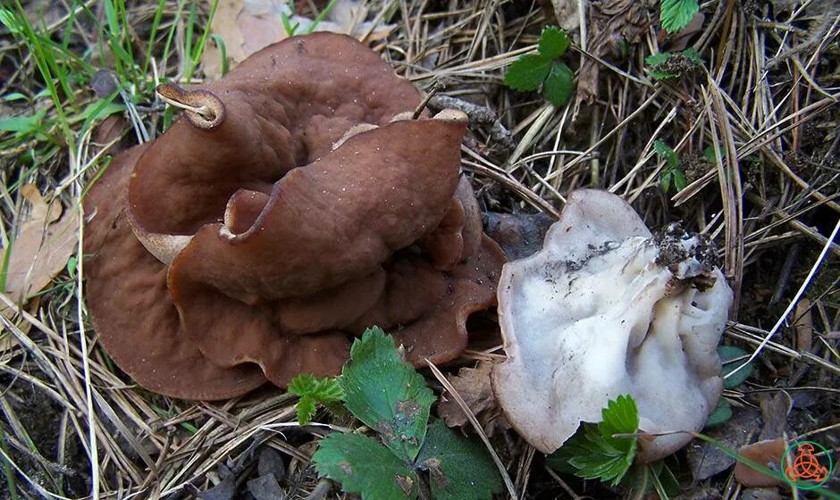 Первые грибы весной название. Весенние грибы в Подмосковье съедобные. Весенние грибы Подмосковья съедобные красные. Ранние весенние грибы Крыма. Блюдцевик жилковатый.