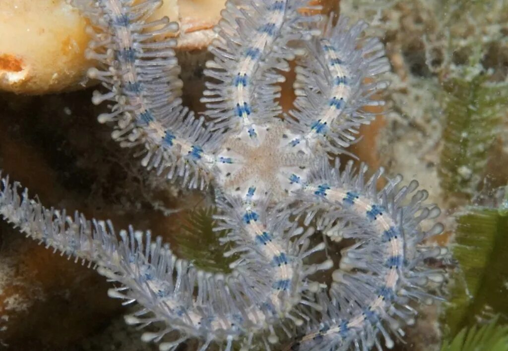 Офиуры змеехвостки. Офиура-офиолепис черная. Иглокожие офиуры. Змеехвостка. Офиура змеехвостка.