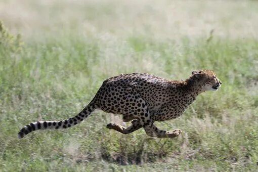 Сколько скорость гепарда. Максимальная скорость гепарда. Скорость гепарда км/ч. Гепард скорость бега км/ч максимальная. Разгон гепарда 0-100.