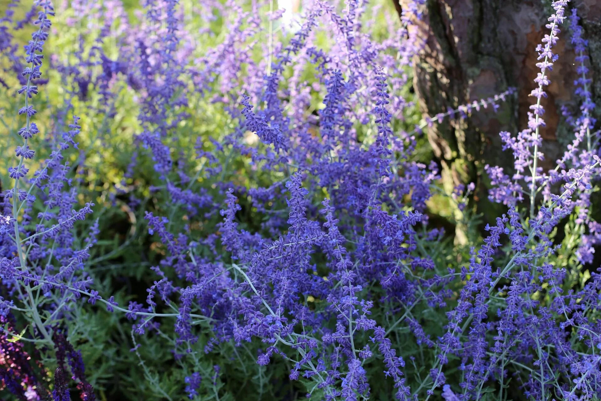 Plants of russia