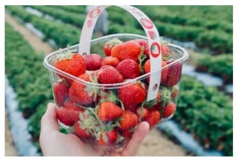 Strawberry picking