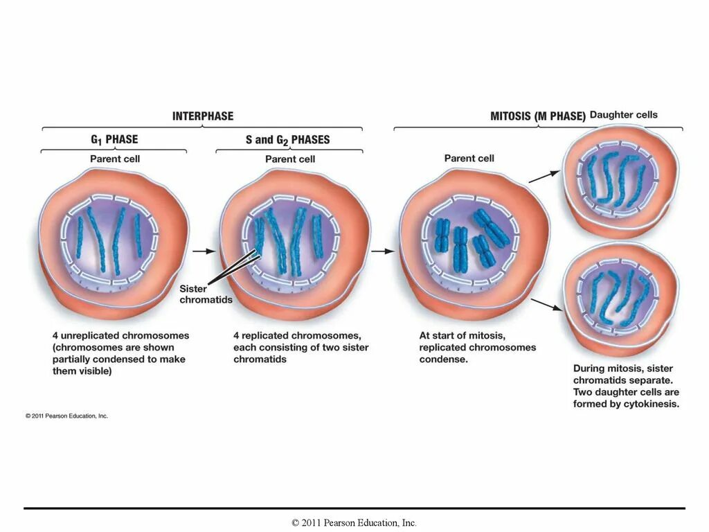 G1 phase Cell. Cell Cycle phases. Mitosis Interphase g1. Interphase phases. During g