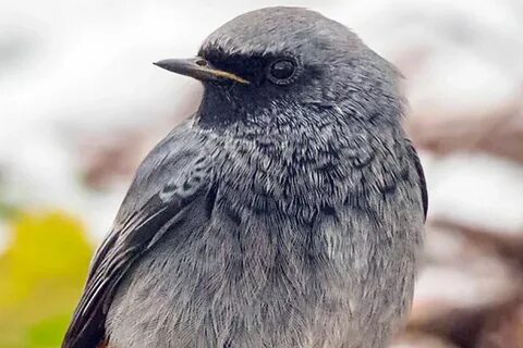 Птицы столицы