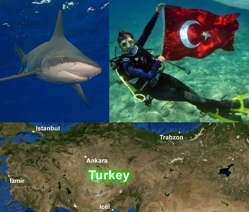 В каком море в турции акулы. Акулы средиземного моря. акулы в средиземном море в турции. средиземноморская акула.