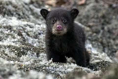 Tiny Bear Cub’s First Time Outside Picture Cutest baby animals from.