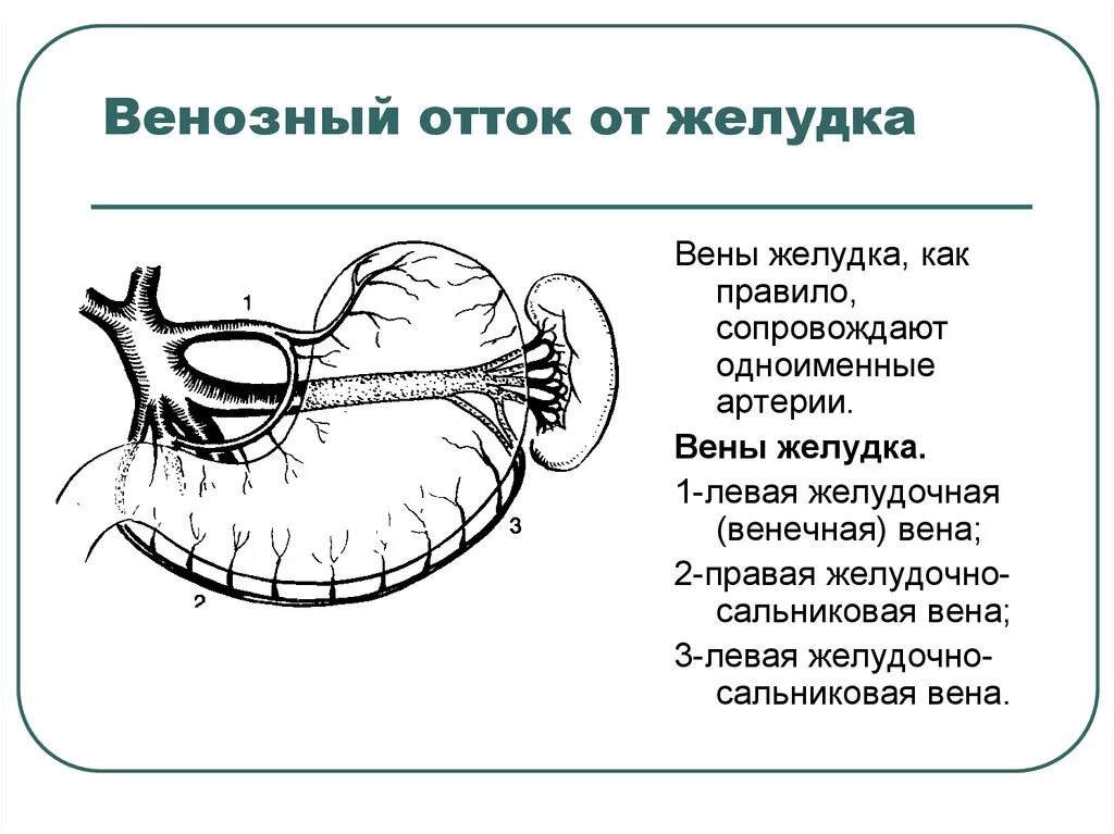 Левая желудочно-сальниковая Вена. Предпривратниковая Вена желудка. Венозный отток желудка топографическая анатомия. Правая желудочно-сальниковая Вена. Правая желудочная вена