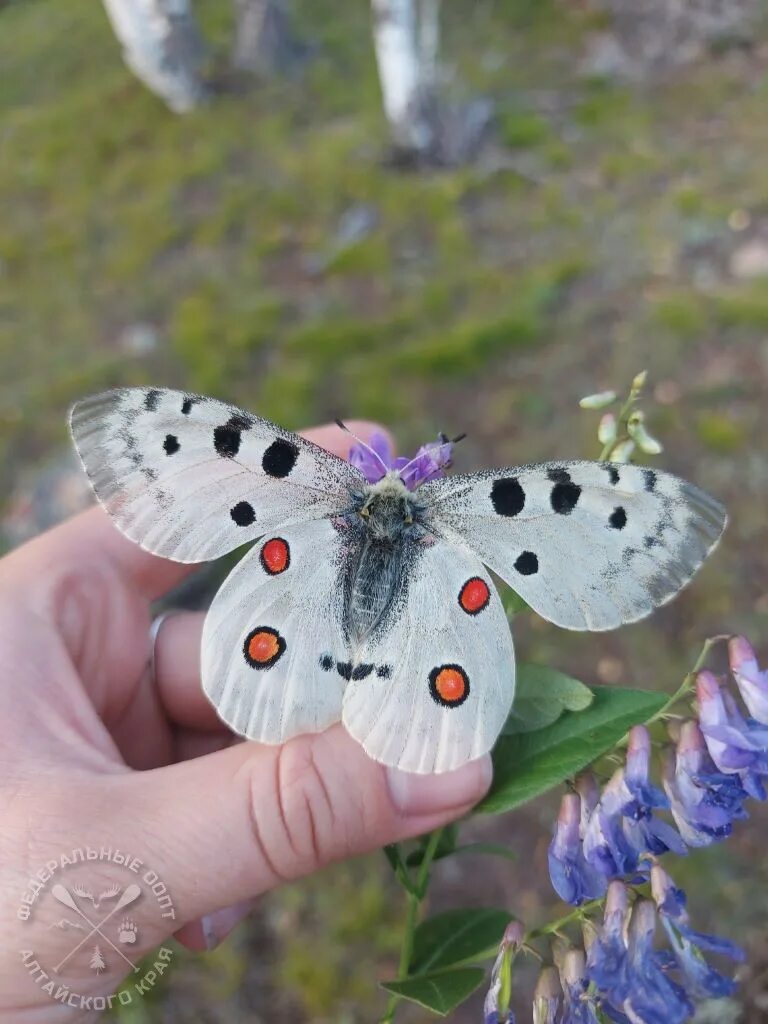 Аполлон (parnassius apollo). Аполлон красная. Аполлон красная. Аполлон красная. Аполлон обыкновенный бабочка.