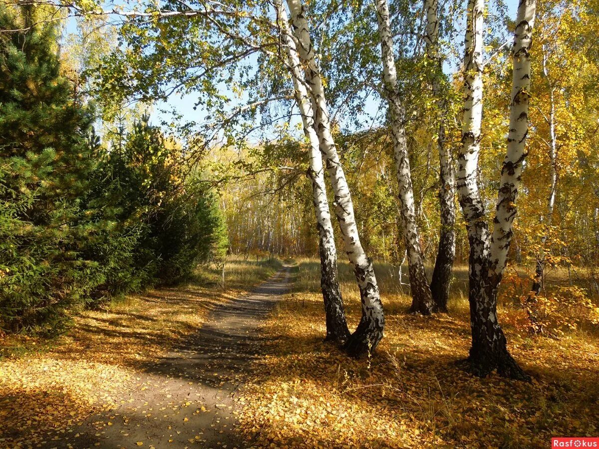 Перепишите текст природа средней полосы. Лес средней полосы. пейзажи среднерусской природы. пейзажи среднерусской полосы.