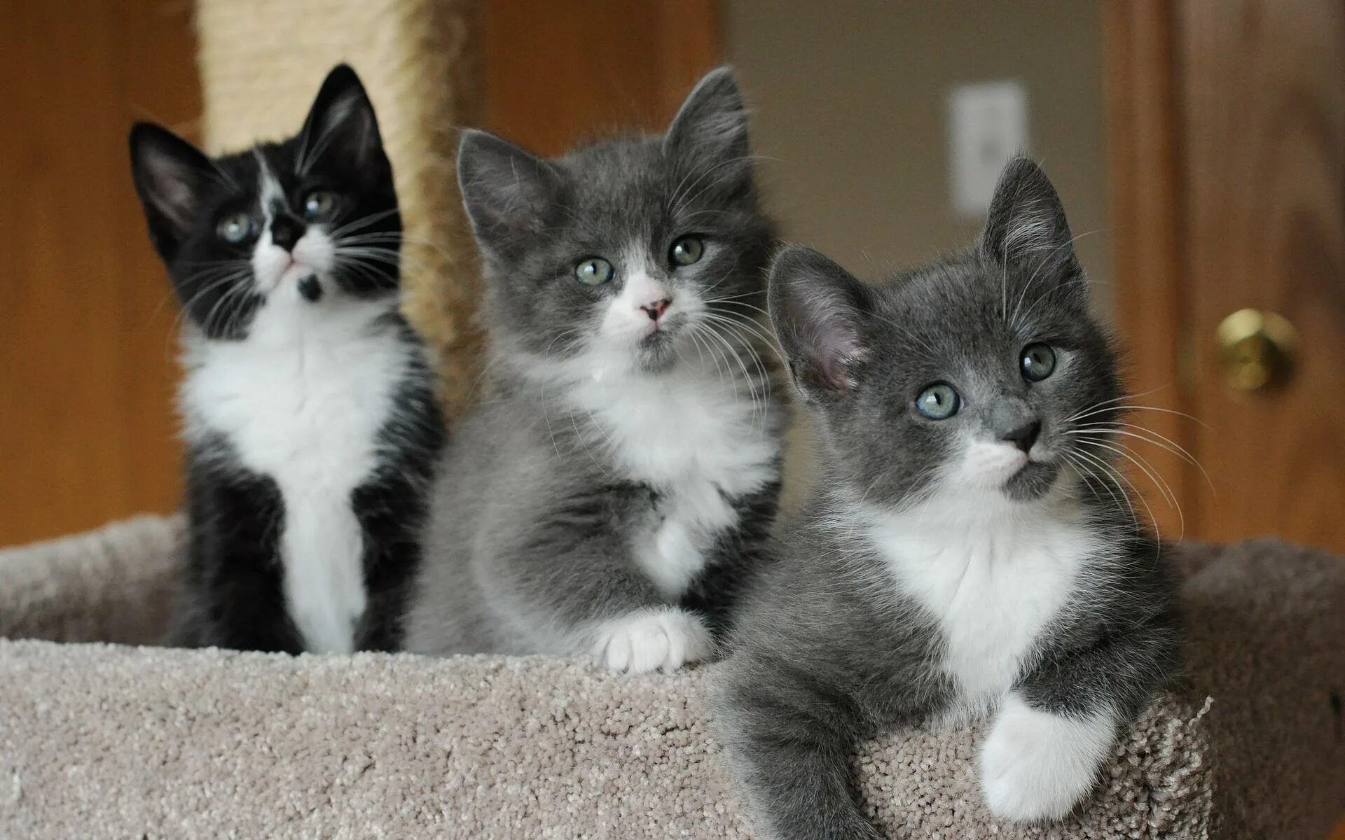 Картинки котят. Котята. Котята фото. Кошки маленькие. Три пушистых котенка.