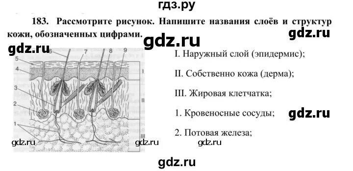 Рассмотрите изображение и определите какая структура кожи