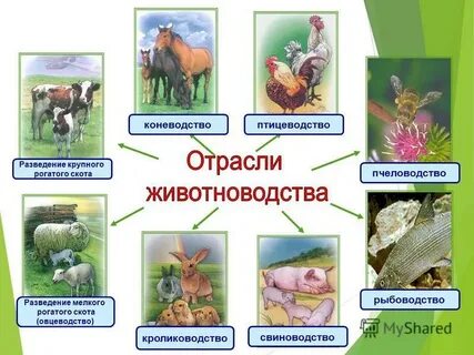 Запиши отрасли животноводства
