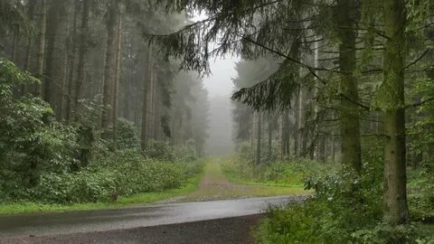 Какая погода в лес