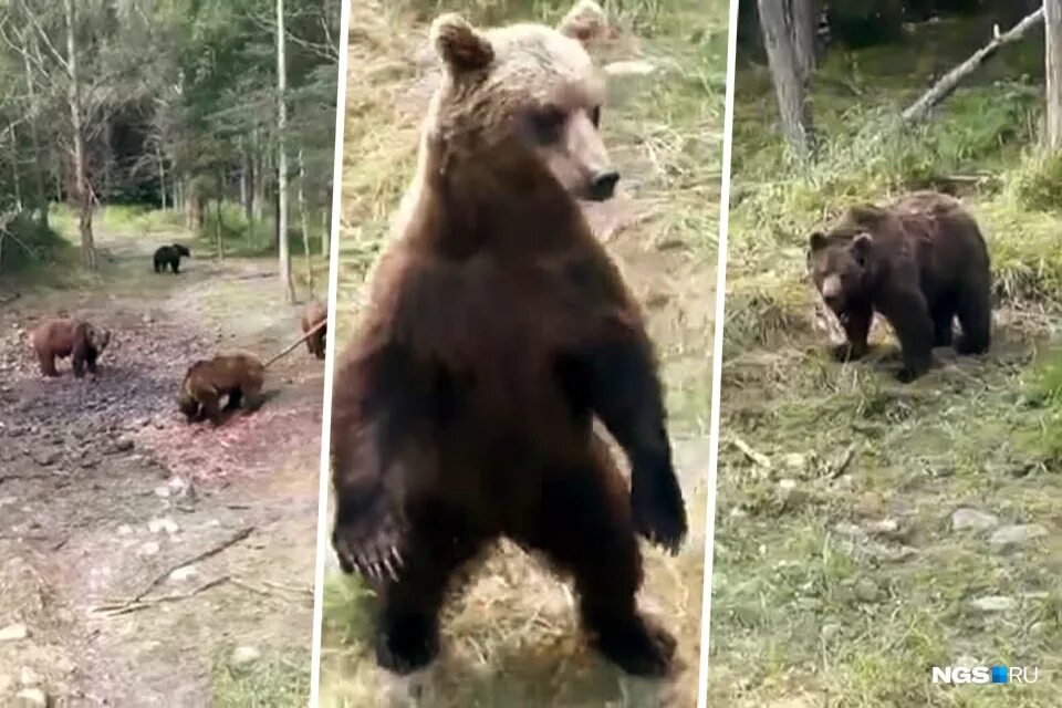 Живого медведя видео. Бурый медведь Новосибирской области. Бурый медведь в Рязанской области. Медведи в лесах Ленобласти. Годовалый медведь.