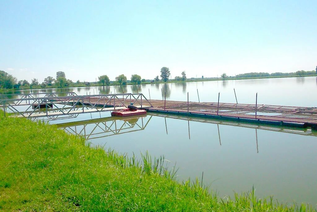 Курганинск Краснодарский край. Михайловская Краснодарский край Курганинский район. Пруд в г.Курганинск. Пруд в Курганинске.