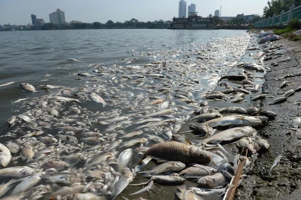 Загрязнение водоемов. Загрязненная вода. Загрязненные водоемы. Экология водоемов. Рост загрязнения воды