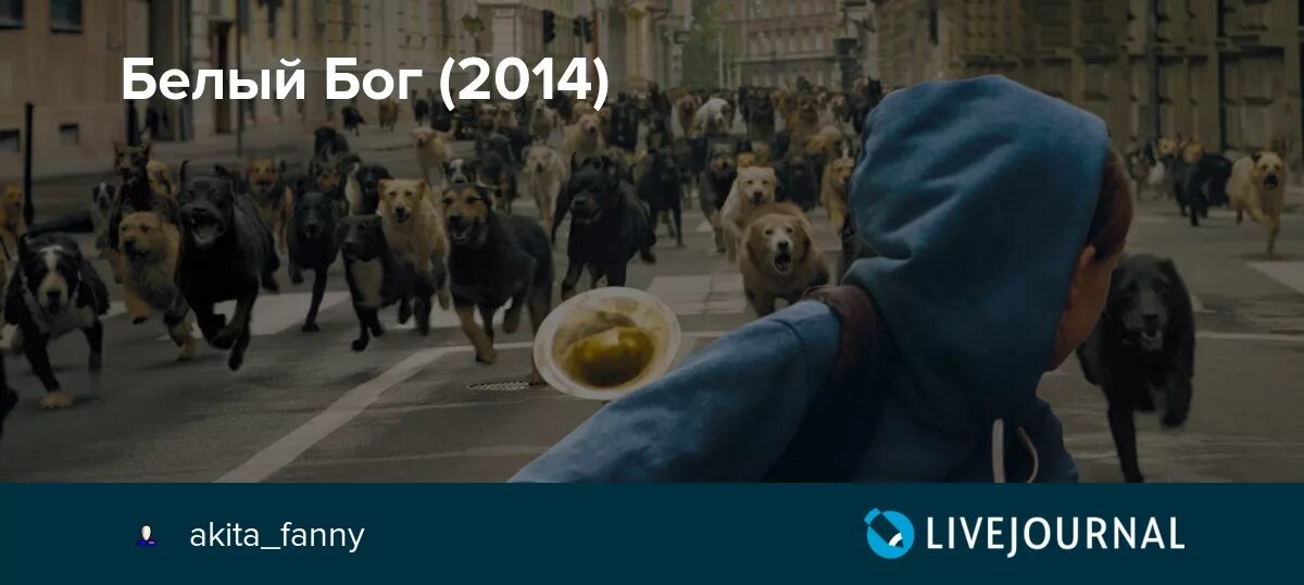 Песня белый бог. Фильм про бога собаку. Белый бог мультфильм. Белый бог фильм. Белый бог.