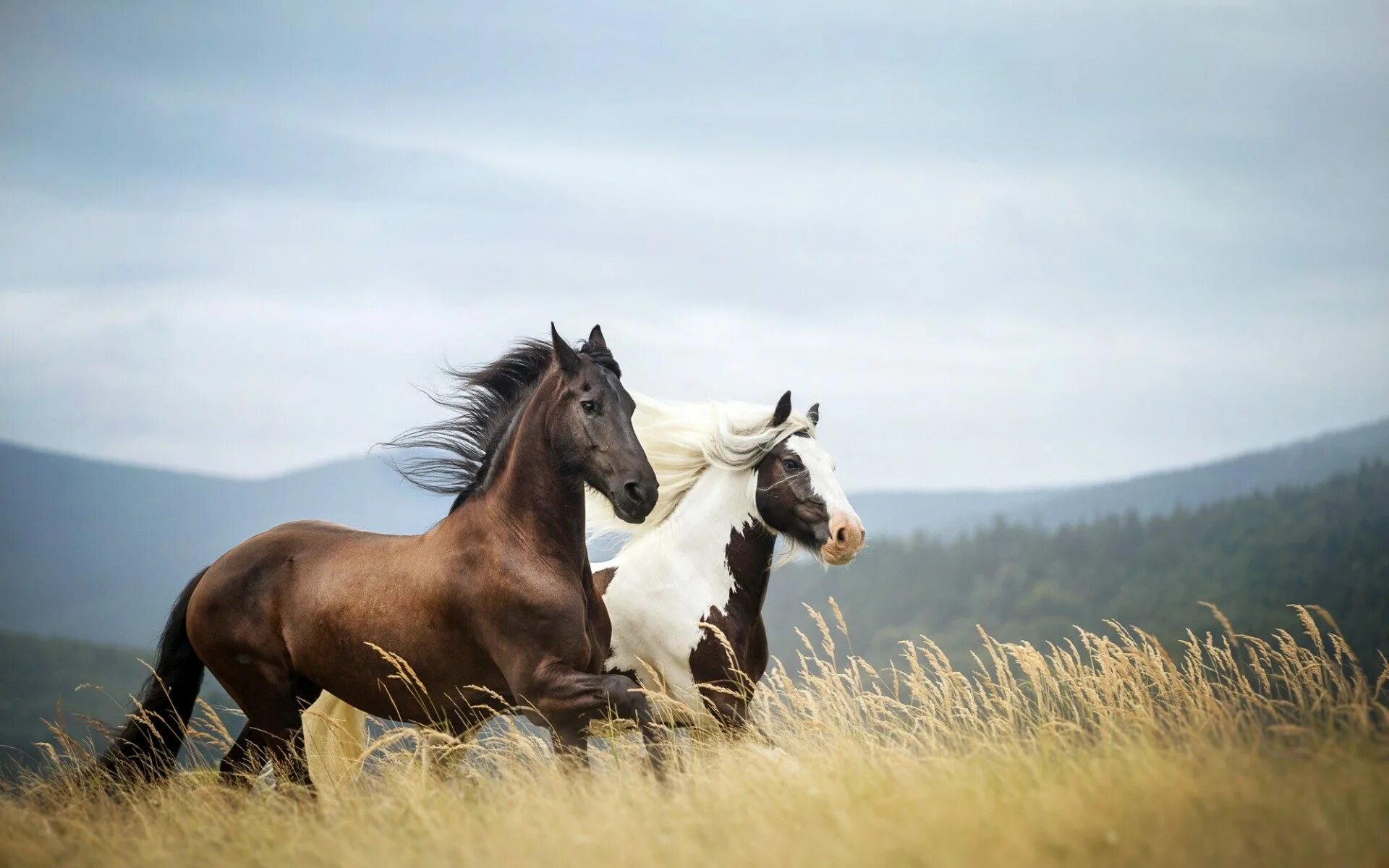 Дикий гнедой Мустанг. Лошади на природе. Красивые лошади. Конь в поле. Two horse