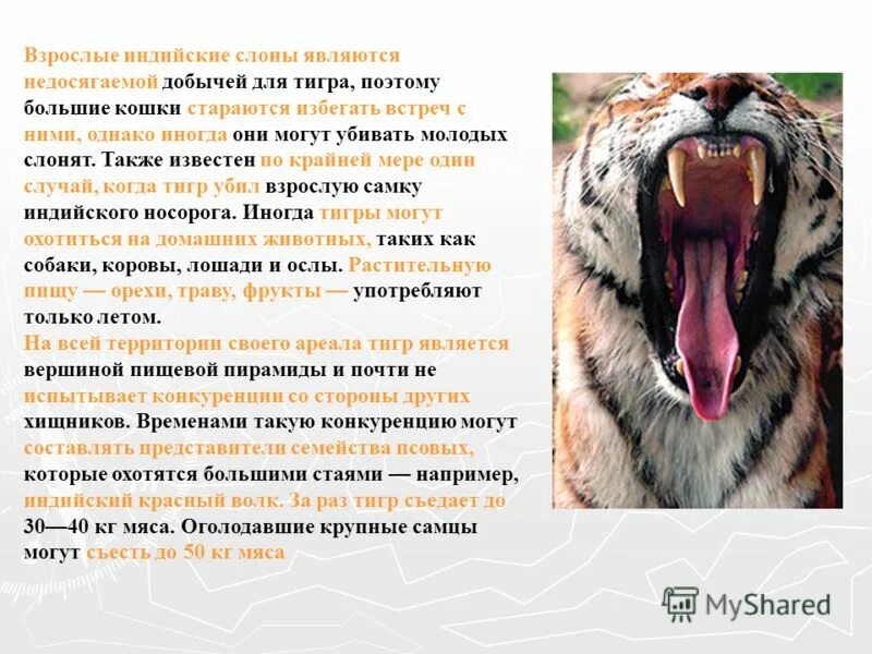 Амурский и бенгальский тигр отличия. Классификация животных 5 класс тигр. Классификация животных 5 класс тигр. Научная классификация животных. Классификация животных 5 класс тигр.