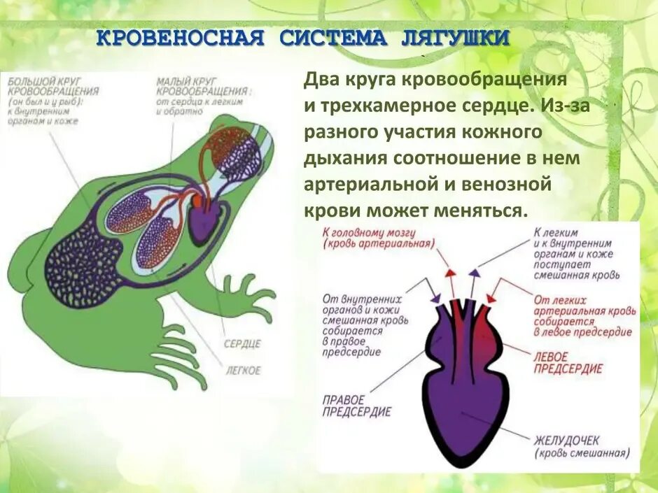 Кровеносная система система лягушки. Строение кровообращения лягушки. Кровеносная система Жабы. Венозная кровь у земноводных.