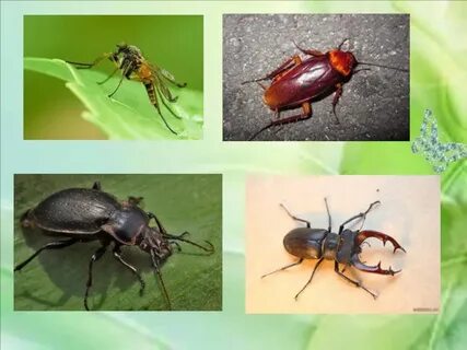 Примеры насекомых 2 класс окружающий мир