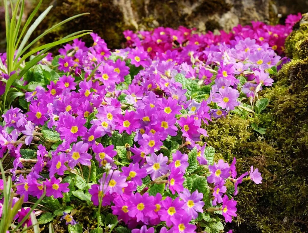 Примула (Primula) Lilac