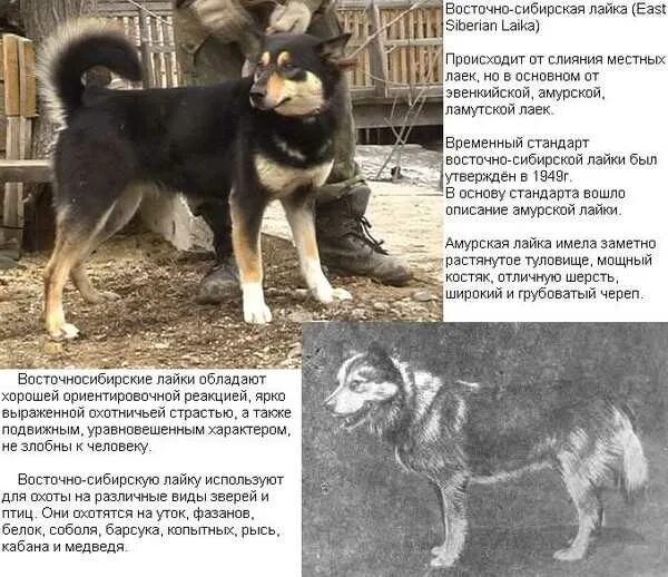 Сколько весит лайка. Вес восточно сибирской лайки. восточно-сибирская лайка рост. вес щенков западно-сибирской лайки. восточно сибирская лайка вес и рост.