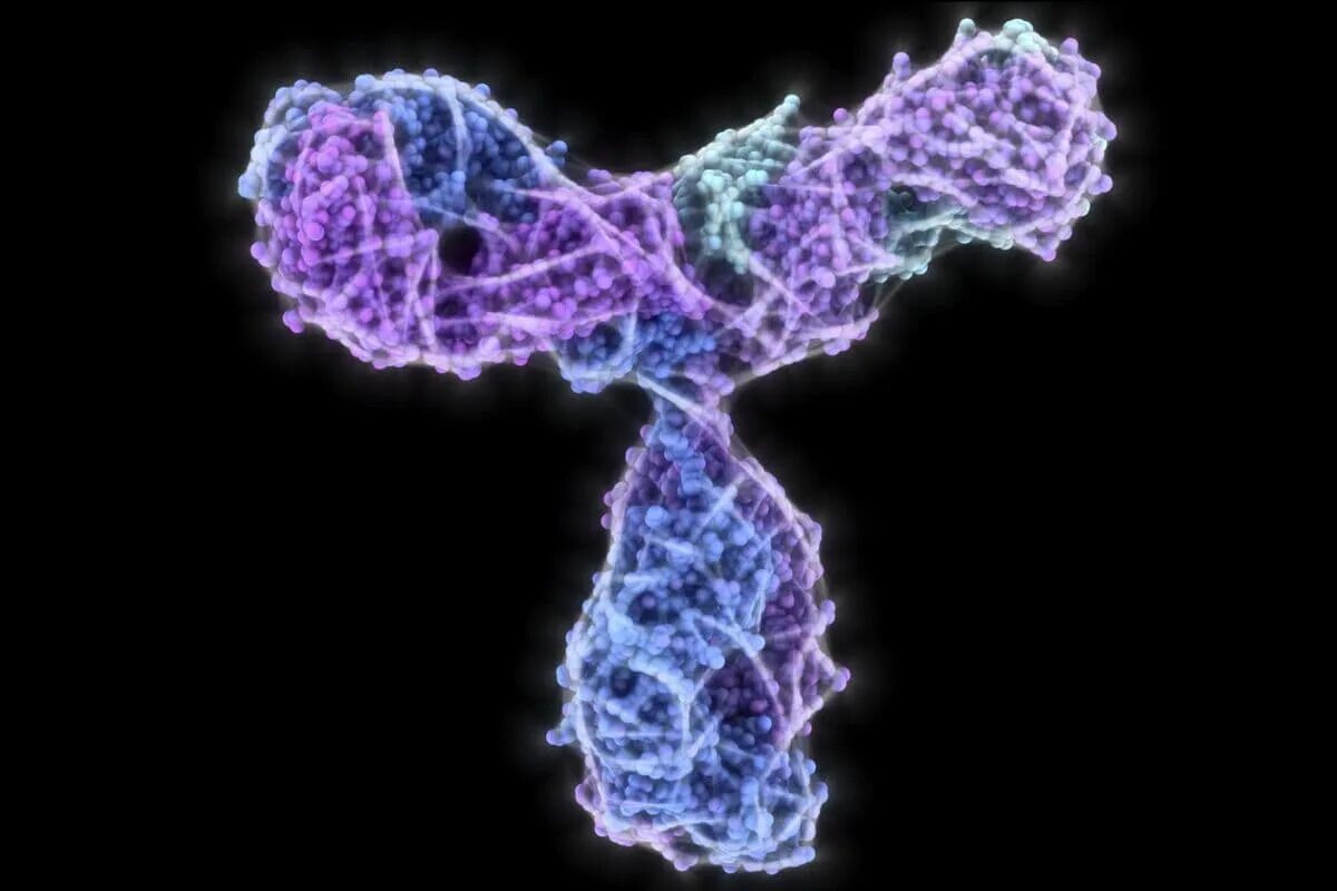 Глобулин е. Иммуноглобулин белок. Антитела это молекулы белка. Иммуноглобулин фото. Антитело это белок.